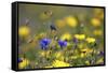 Corn Marigold in Bloom with Cornflowers-null-Framed Stretched Canvas