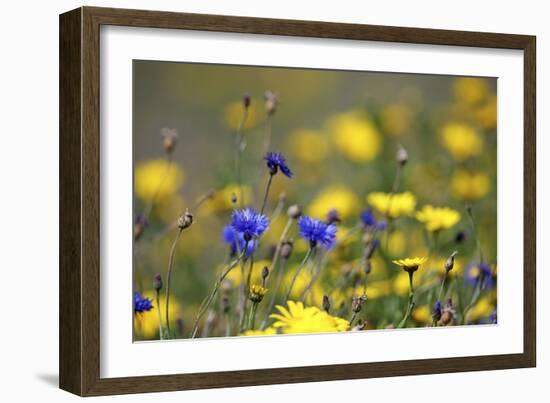 Corn Marigold in Bloom with Cornflowers-null-Framed Photographic Print