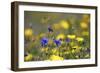 Corn Marigold in Bloom with Cornflowers-null-Framed Photographic Print