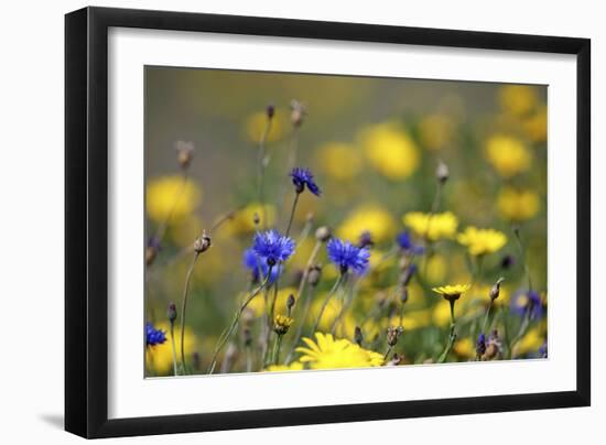 Corn Marigold in Bloom with Cornflowers-null-Framed Photographic Print