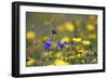 Corn Marigold in Bloom with Cornflowers-null-Framed Photographic Print