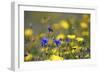 Corn Marigold in Bloom with Cornflowers-null-Framed Photographic Print