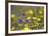 Corn Marigold in Bloom with Cornflowers-null-Framed Photographic Print