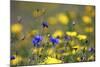 Corn Marigold in Bloom with Cornflowers-null-Mounted Photographic Print