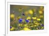 Corn Marigold in Bloom with Cornflowers-null-Framed Photographic Print