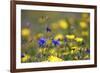 Corn Marigold in Bloom with Cornflowers-null-Framed Photographic Print