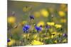 Corn Marigold in Bloom with Cornflowers-null-Mounted Photographic Print