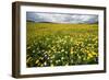 Corn marigolds growing on farmland, Scotland-null-Framed Photographic Print