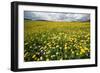 Corn marigolds growing on farmland, Scotland-null-Framed Photographic Print