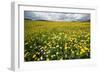 Corn marigolds growing on farmland, Scotland-null-Framed Photographic Print