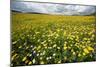 Corn marigolds growing on farmland, Scotland-null-Mounted Photographic Print