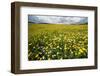 Corn marigolds growing on farmland, Scotland-null-Framed Photographic Print