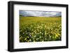 Corn marigolds growing on farmland, Scotland-null-Framed Photographic Print