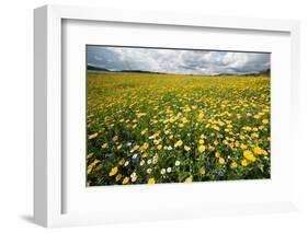 Corn marigolds growing on farmland, Scotland-null-Framed Photographic Print