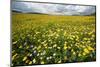 Corn marigolds growing on farmland, Scotland-null-Mounted Photographic Print