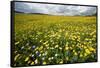 Corn marigolds growing on farmland, Scotland-null-Framed Stretched Canvas