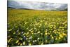 Corn marigolds growing on farmland, Scotland-null-Stretched Canvas