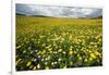 Corn marigolds growing on farmland, Scotland-null-Framed Photographic Print