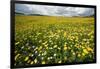 Corn marigolds growing on farmland, Scotland-null-Framed Photographic Print