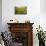 Corn marigolds growing on farmland, Scotland-null-Photographic Print displayed on a wall