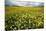 Corn marigolds growing on farmland, Scotland-null-Mounted Photographic Print