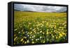 Corn marigolds growing on farmland, Scotland-null-Framed Stretched Canvas