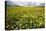 Corn marigolds growing on farmland, Scotland-null-Stretched Canvas