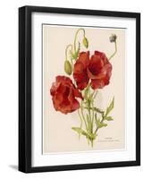 Corn or Field Poppy-null-Framed Art Print