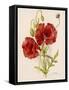 Corn or Field Poppy-null-Framed Stretched Canvas