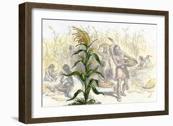 Corn, or Maize, Staple Food of the Native Americans-null-Framed Giclee Print