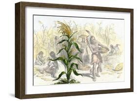 Corn, or Maize, Staple Food of the Native Americans-null-Framed Giclee Print