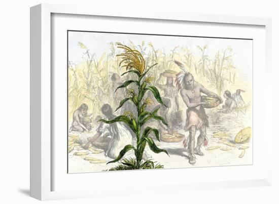 Corn, or Maize, Staple Food of the Native Americans-null-Framed Giclee Print
