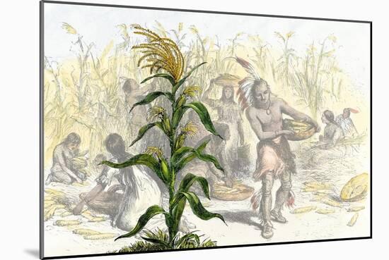 Corn, or Maize, Staple Food of the Native Americans-null-Mounted Giclee Print