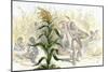 Corn, or Maize, Staple Food of the Native Americans-null-Mounted Giclee Print