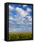 Corn Plants and Sky-Jim Craigmyle-Framed Stretched Canvas