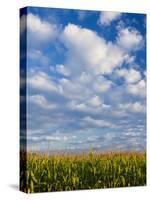 Corn Plants and Sky-Jim Craigmyle-Stretched Canvas