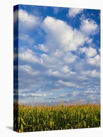 Corn Plants and Sky-Jim Craigmyle-Stretched Canvas
