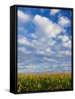 Corn Plants and Sky-Jim Craigmyle-Framed Stretched Canvas