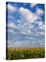 Corn Plants and Sky-Jim Craigmyle-Stretched Canvas