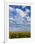 Corn Plants and Sky-Jim Craigmyle-Framed Photographic Print