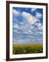 Corn Plants and Sky-Jim Craigmyle-Framed Photographic Print
