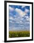 Corn Plants and Sky-Jim Craigmyle-Framed Photographic Print