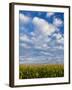 Corn Plants and Sky-Jim Craigmyle-Framed Photographic Print