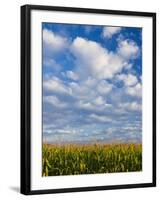 Corn Plants and Sky-Jim Craigmyle-Framed Photographic Print