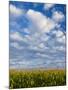 Corn Plants and Sky-Jim Craigmyle-Mounted Photographic Print