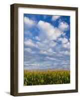 Corn Plants and Sky-Jim Craigmyle-Framed Photographic Print