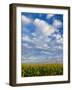Corn Plants and Sky-Jim Craigmyle-Framed Photographic Print