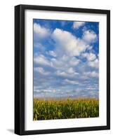 Corn Plants and Sky-Jim Craigmyle-Framed Photographic Print