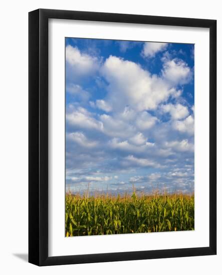 Corn Plants and Sky-Jim Craigmyle-Framed Photographic Print