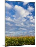 Corn Plants and Sky-Jim Craigmyle-Mounted Photographic Print